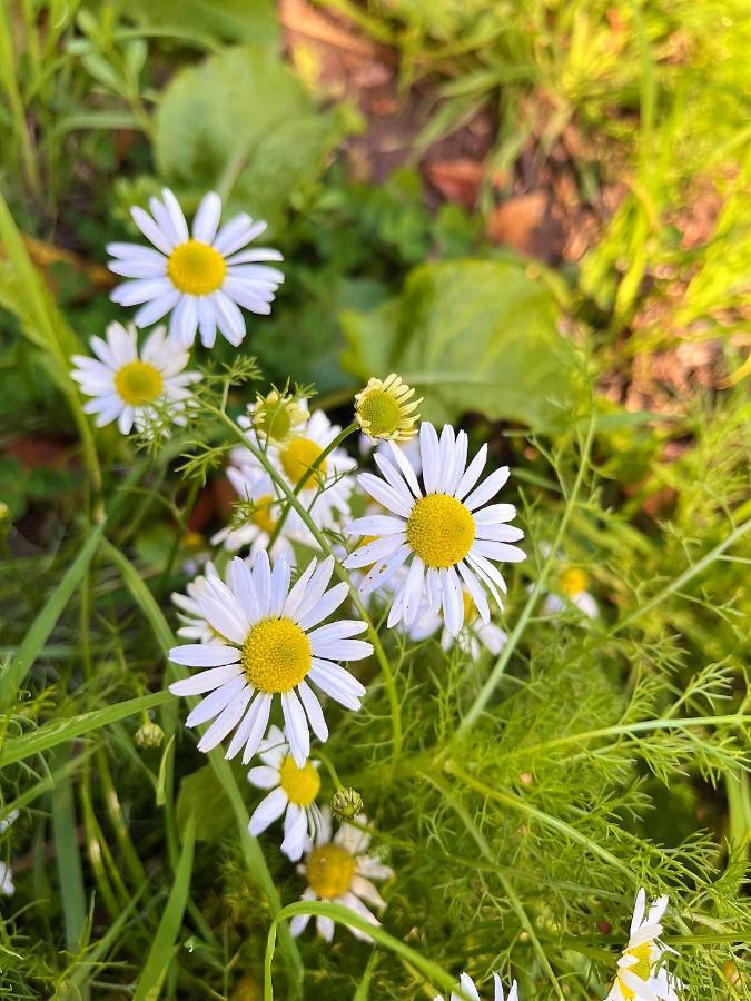 Le Gite Marguerite - Calvados : Vue Panoramique Sur La Normandie Hermival-les-Vaux Экстерьер фото